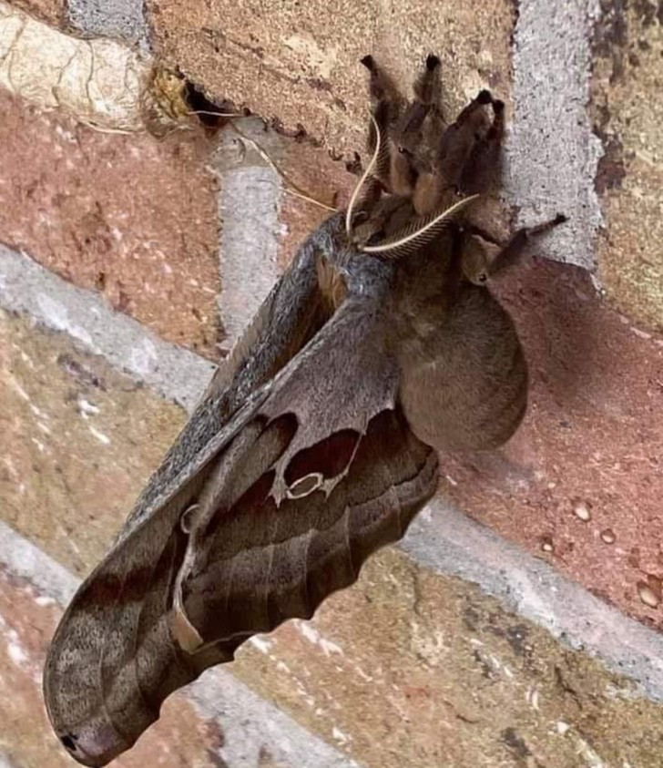 “Antheraea polyphemus - to praktycznie tarantula ze skrzydłami."