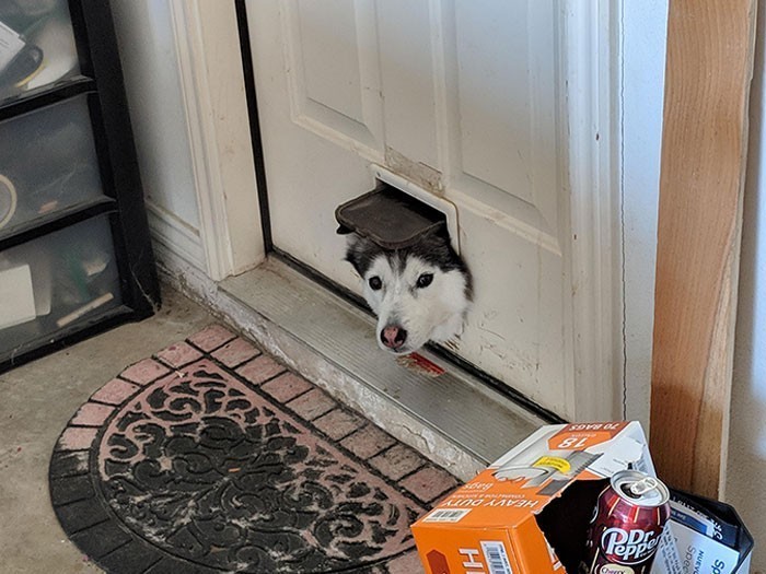 10. "Husky sąsiada lubi sprawdzać co dzieje się w naszym garażu."