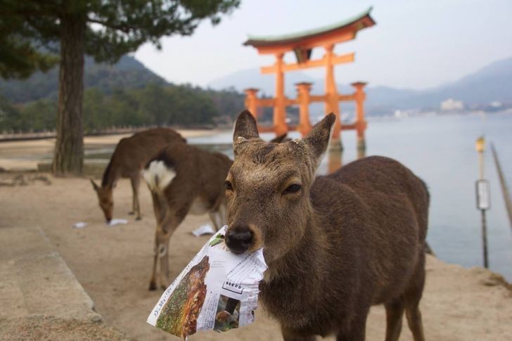 12. Miyajima to japońska wyspa znana też jako Wyspa Jeleni. Zamieszkują ją dzikie lecz łagodne jelenie wschodnie, które poruszają się swobodnie po całej wyspie.