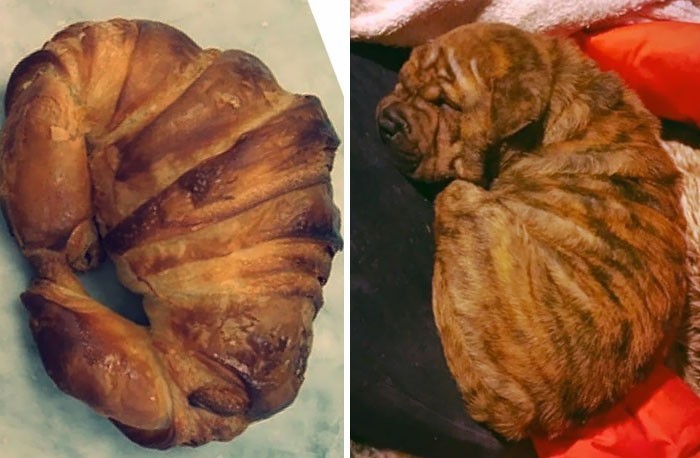 18. "Mój mocno podpieczony croissant"