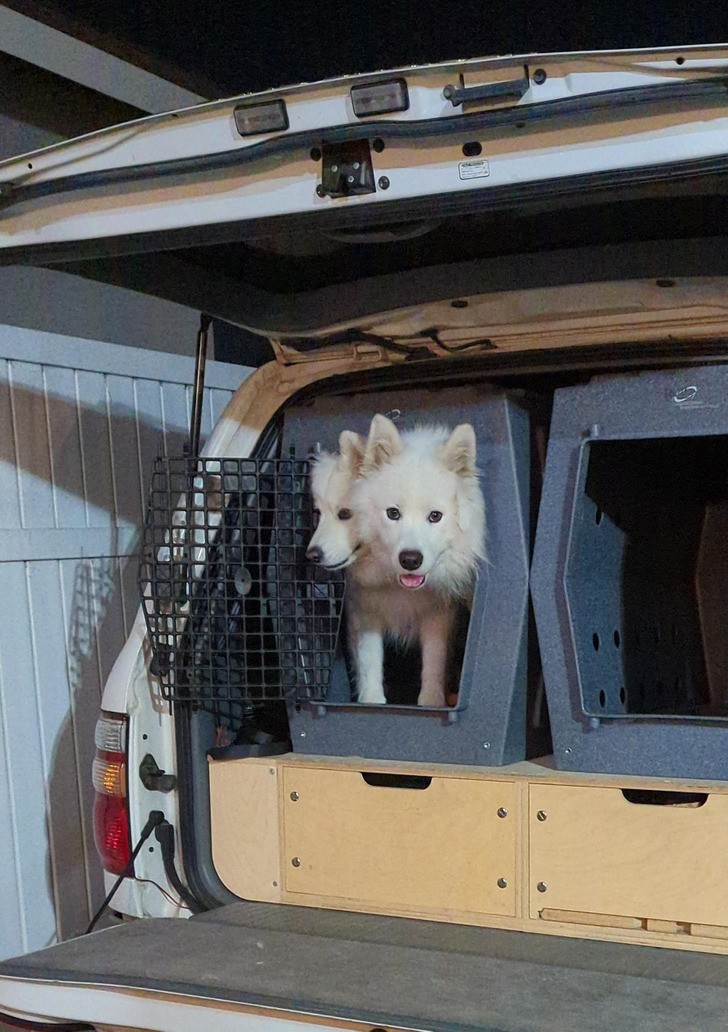 "Moje dwa samojedy w jednym transporterze"