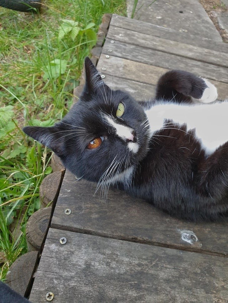 11. Kolejny przykład heterochromii