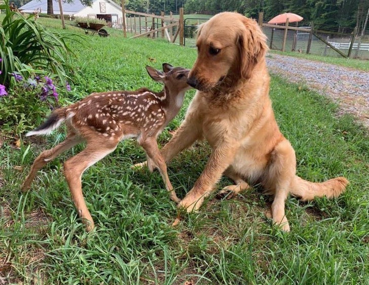 1. "Golden retriever znajomej poznał ostatnio nowego przyjaciela."