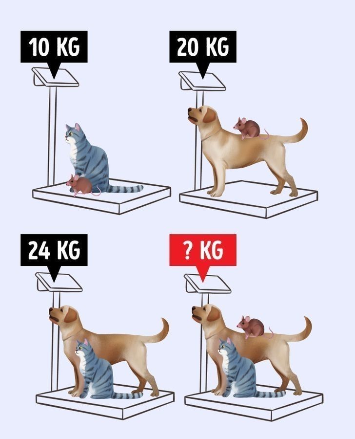 3. Ile ważą wszystkie zwierzęta razem?