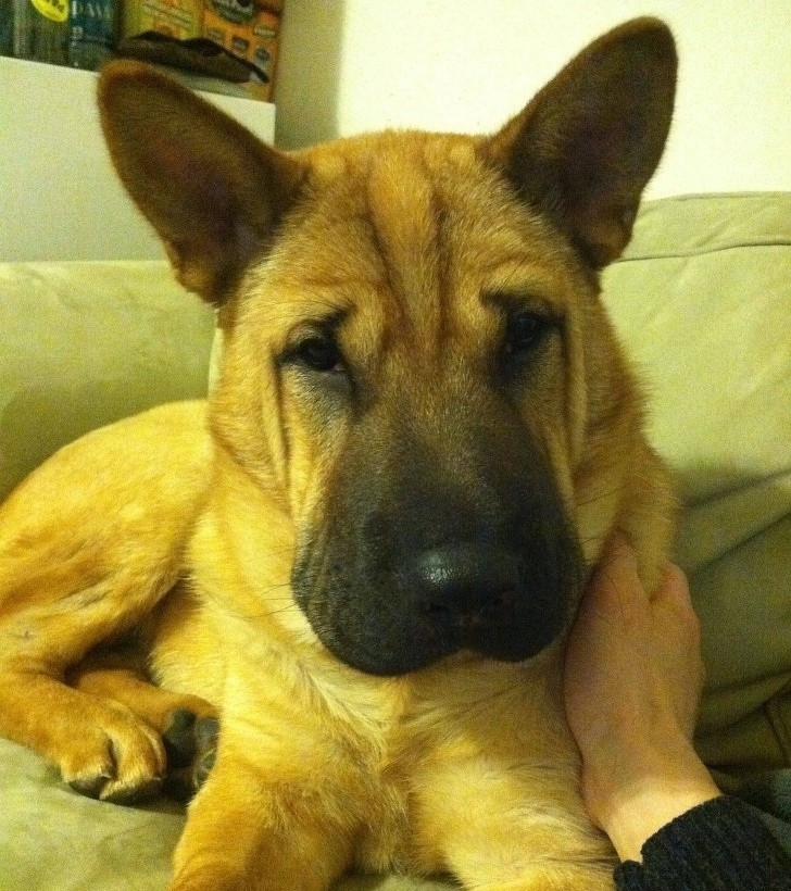 14. Efekt połączenia owczarka niemieckiego i shar pei. To nie photoshop