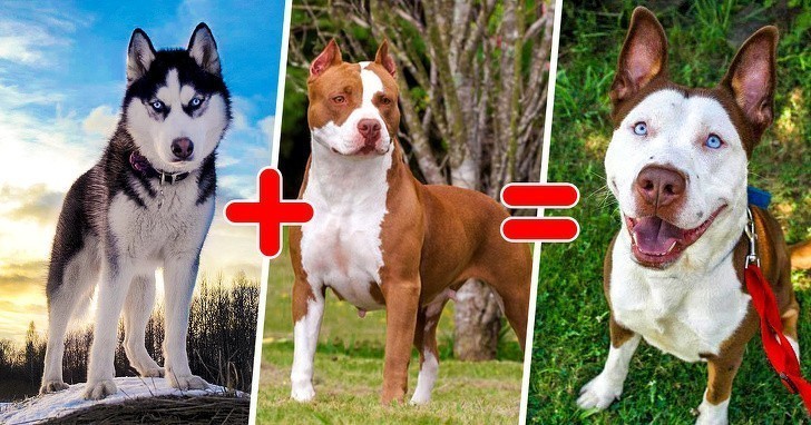 15. Pół husky, pół pitbull, w pełni uroczy