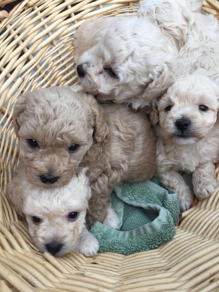 7. Ten koszyk szczeniaków to mieszanka pudla i bichon frise