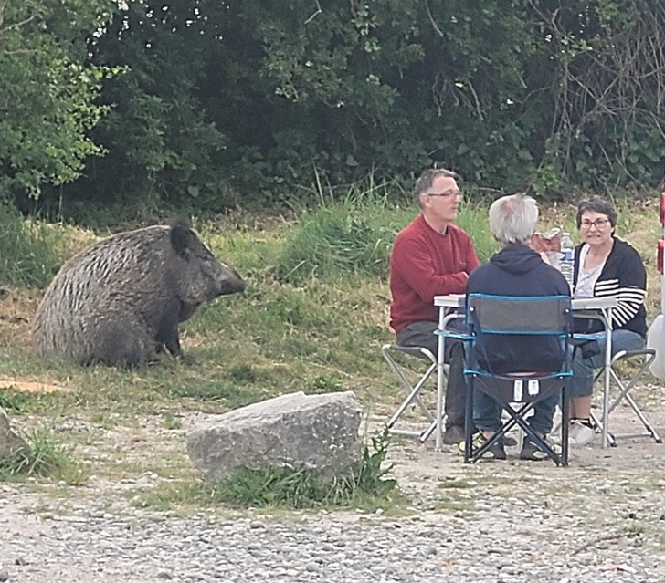 "Dzik relaksujący się w towarzystwie ludzi"