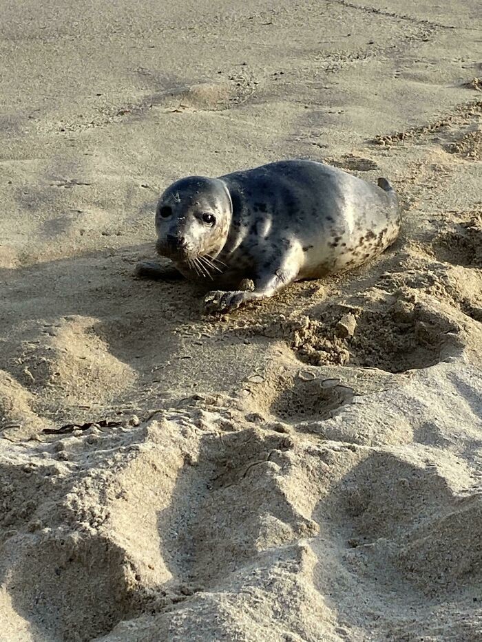 "Ta dzika foka położyła się wczoraj obok mnie na plaży."