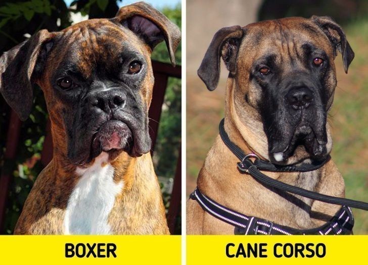 11. Bokser i Cane corso