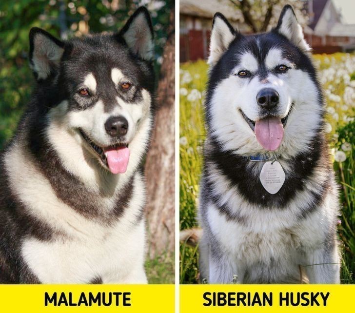 4. Malamut i Husky syberyjski