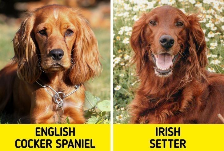 10. Cocker spaniel angielski i Seter irlandzki