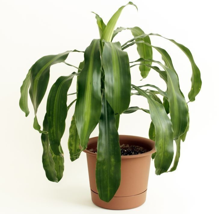 10. Dracena wonna