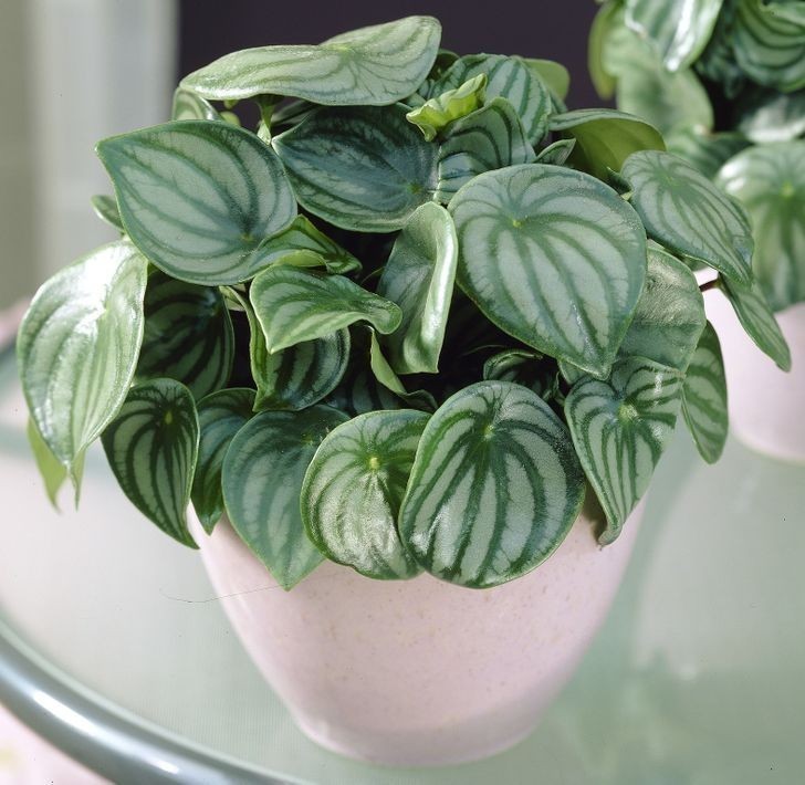 4. Peperomia