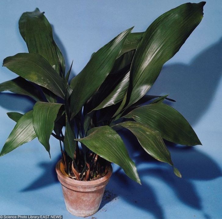 8. Aspidistra wyniosła