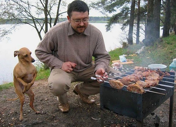 Zgredek chce jeść, ale Zgredek jest dobrym pieskiem, więc nie szczeka