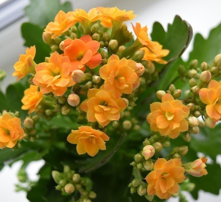 Kalanchoe