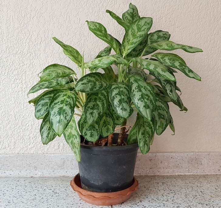 Aglaonema