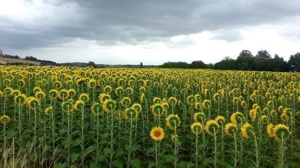 Ten słonecznik nie chce zwrócić się ku wschodowi