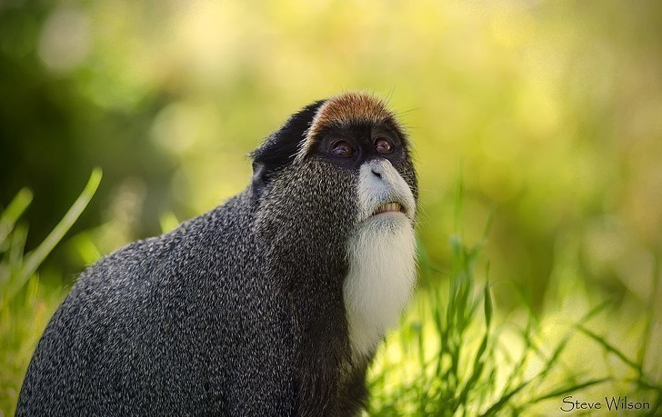 Koczkodan nadobny zawdzięcza swoją angielską nazwę (De Brazza's monkey) podróżnikowi i odkrywcy, Pierre Savorgnan de Brazza.