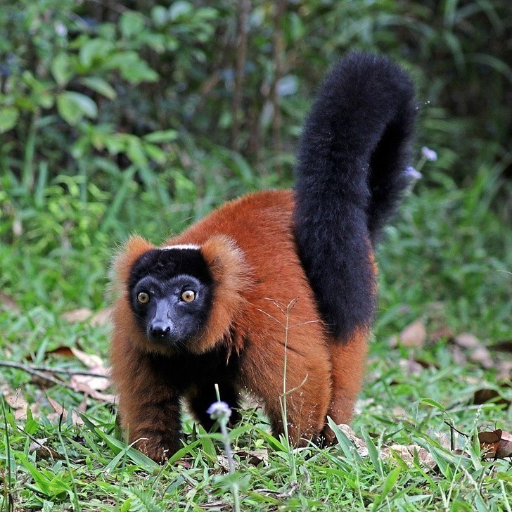 Lemur rudy występuje wyłącznie na Madagaskarze.