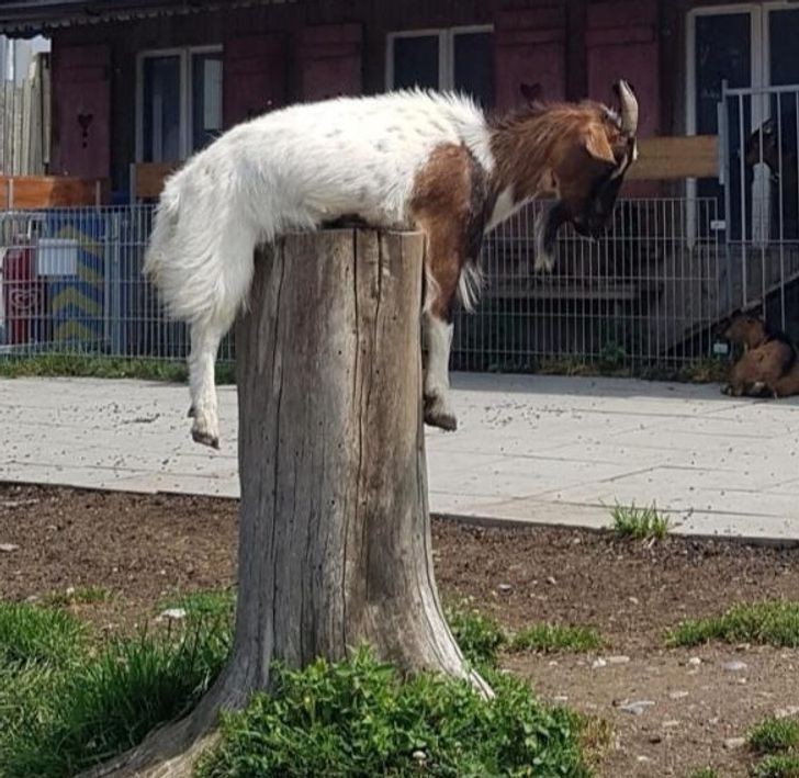 Ten skok był zdecydowanie źle wymierzony.