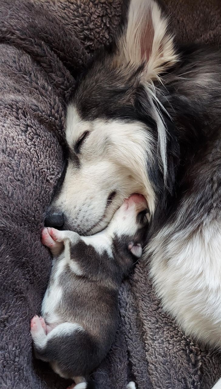 "Zrobiłam to zdjęcie mojej suczce husky i jej szczeniaczkowi."