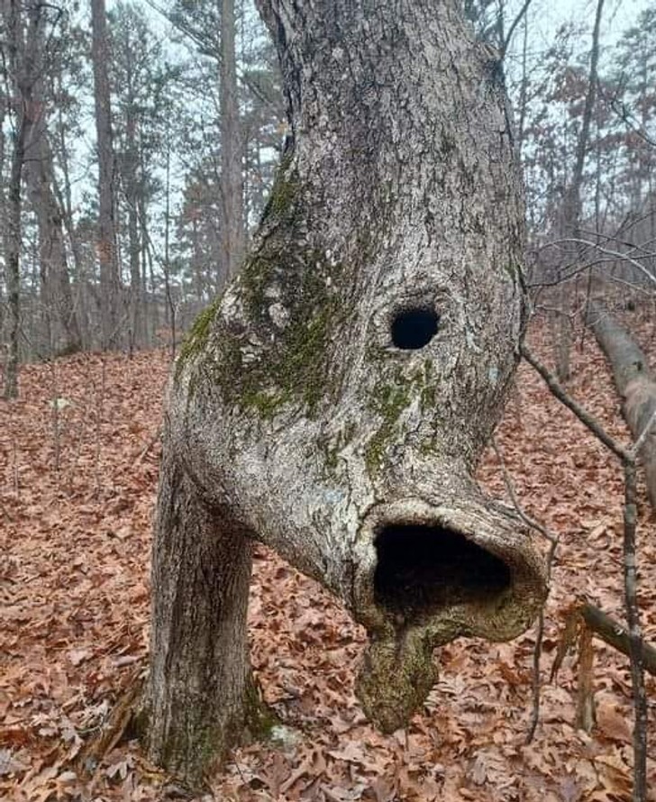 "Drzewo, na które natknąłem się podczas spaceru"