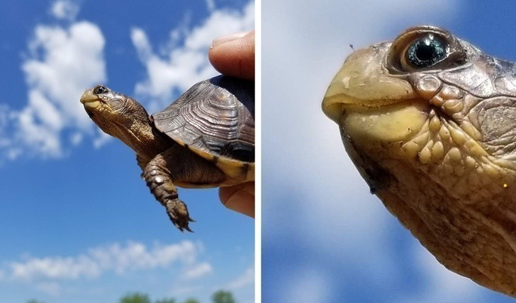 Niektóre żółwie mają niebieskie oczy.