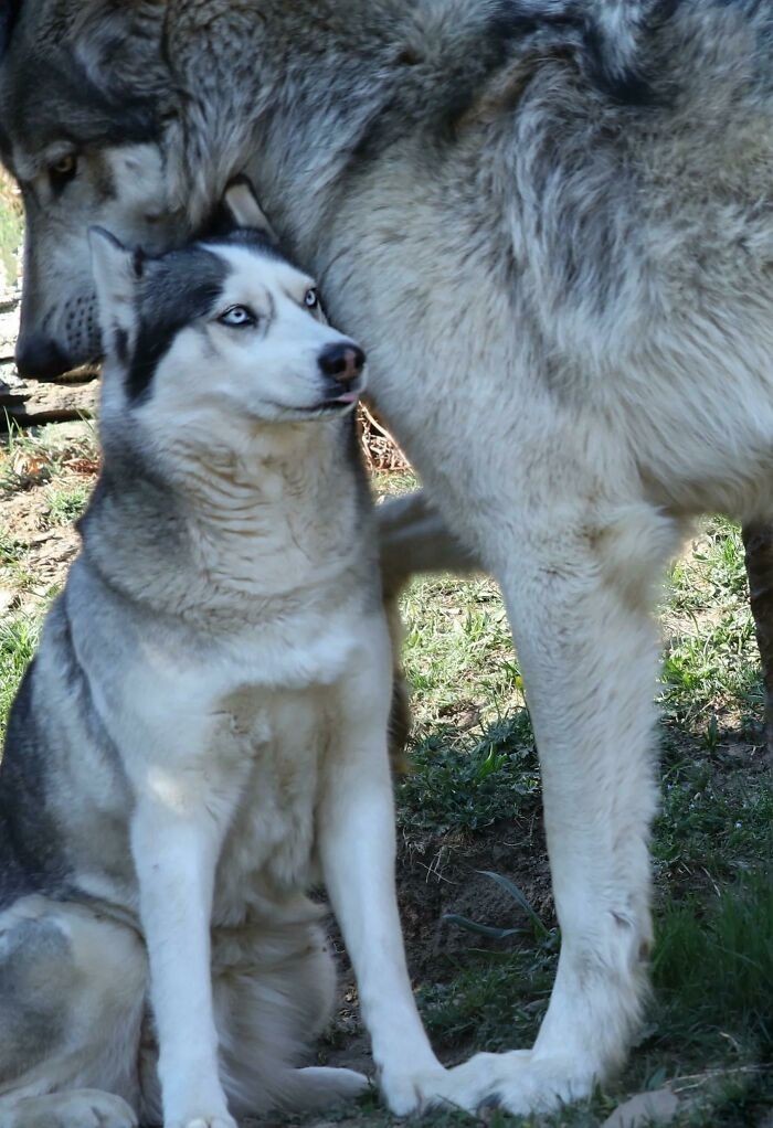 "Przeciętny husky obok wilka"