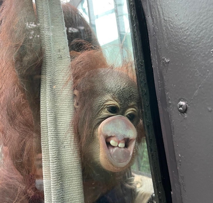 "Jedna z orangutanic w naszym zoo niedawno urodziła. Oto jej maluch w całej okazałości."