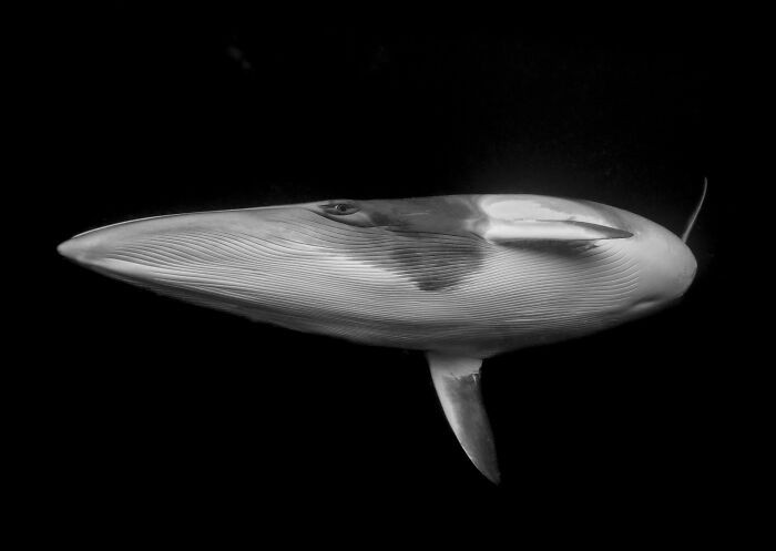 #4 Fotograf Roku w kategorii Sztuka Piękna, I miejsce — Marcia Riederer