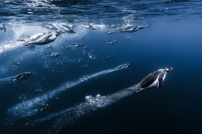 #6 Fotograf Roku w kategorii Przyroda, Finalista — Romain Barats