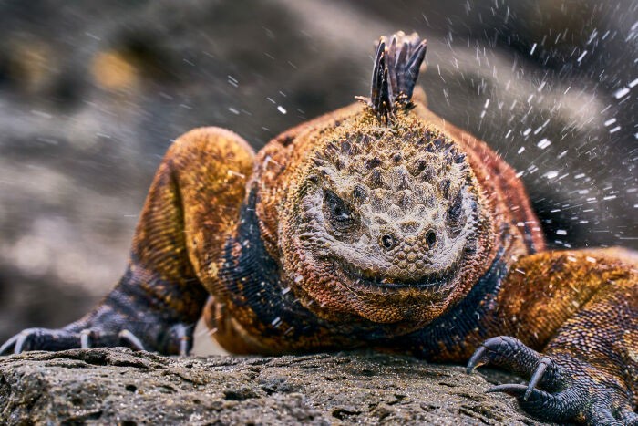 ChatGPT powiedział:  #9 Fotograf Roku w kategorii Przyroda, Finalista — Arturo De Frias