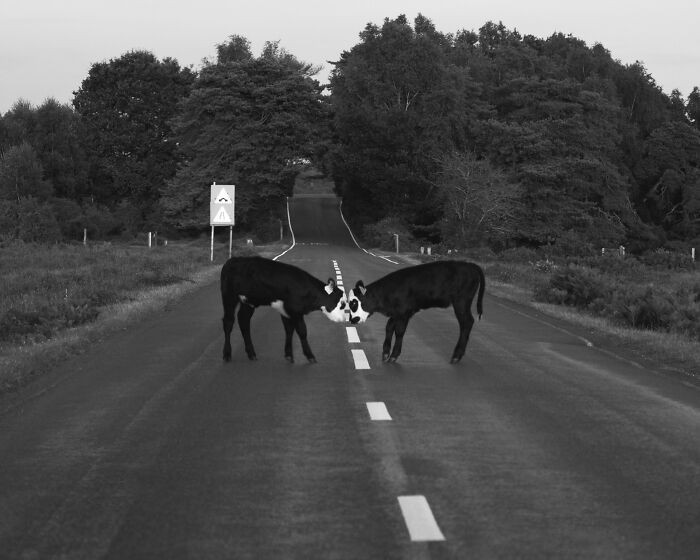 #10 Zdobywczyni 1. miejsca: „Spotkanie pośrodku” – Cazerella Tavs, Wielka Brytania