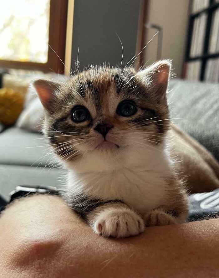 #12 Panna Pasiasta została zabrana pod opiekę