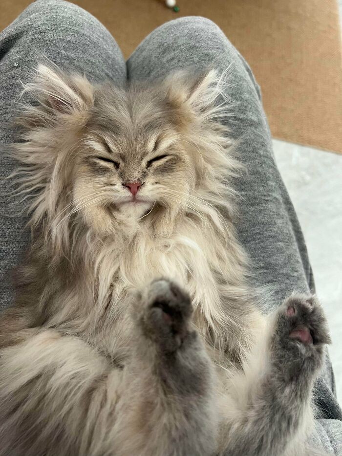 #6 Moja mała puchata właśnie zasnęła mi na kolanach w takiej pozycji. Wygląda jak stary dziadek z puszystą brodą