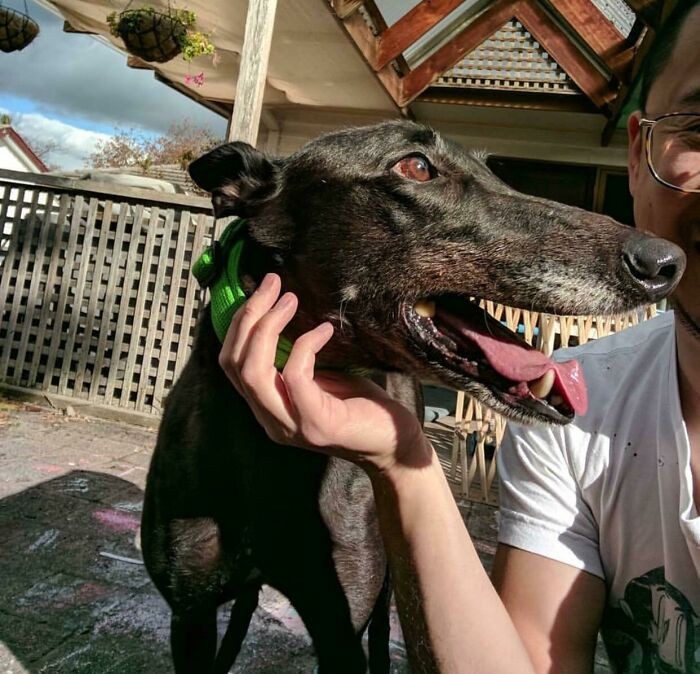 Głaskanie mojego demonicznego psa