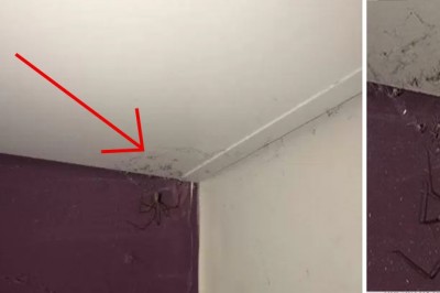 Była przekonana, że to kłębek kurzu w rogu jej pokoju! Gdy podeszła bliżej krzyknęła i uciekła!