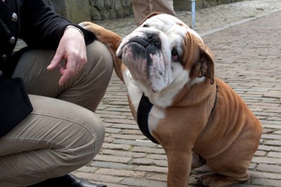 10 życiowych lekcji których możesz nauczyć się od swojego psa! Mądre zwierzaki! 