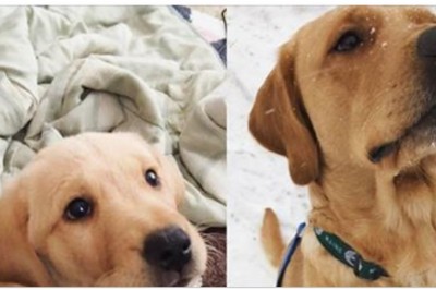 15 zdjęć przesłodkich szczeniaków które szybko podrosły ale nie straciły uroku! 11 mnie powalił! 