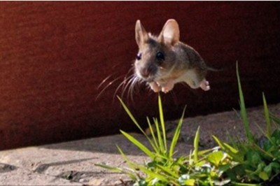 17 zdjęć zrobionych w idealnym czasie! Nie mam pojęcia jak udało im się uchwycić nr 6!