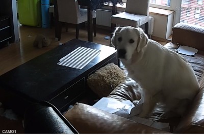 Ale demolkę zrobił! Oto co się dzieje gdy pójdziesz do pracy a pies się nudzi w mieszkaniu :D