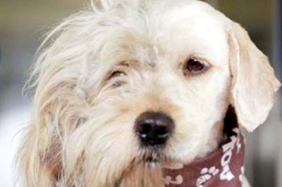 Bezdomny pies przeszedł przemianę która uratowała jego życie! Zobacz jakie cuda robi psia kosmetyczka! 