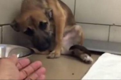 Bity szczeniak bał się ludzi! Wtedy ta kobieta wyciągnęła do niego ręce i pokazała czym jest miłość!