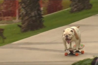 Buldog na deskorolce bije światowy rekord Guinnessa! Brzmi niesamowicie, wygląda jeszcze lepiej!