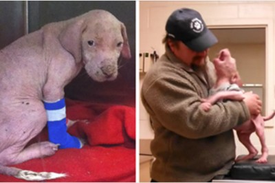 Był na skraju śmierci! Malutki pit bull nie mógł uwierzyć, że jego wybawca wrócił by go zaadoptować! 