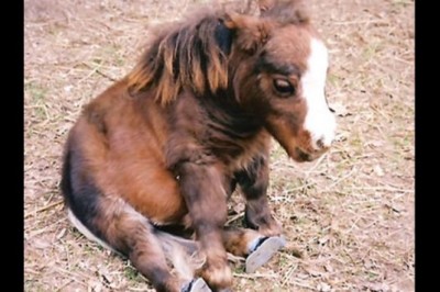 Byłam oczarowana widząc tego najmniejszego konika na świecie! Ale gdy zobaczyłam jak siada... WOW!