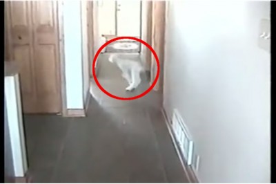 Byłam pewna, że woła swojego pieska! Padniesz ze śmiechu gdy zobaczysz kto wybiega z pokoju!