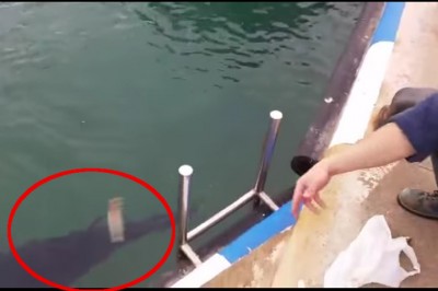 Chciał nakarmić rybką wielkiego tuńczyka gdy nadleciała mewa! Reakcja ryby zaskoczyła wszystkich! 